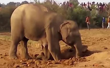 Elefantino salvato dalla madre © Ansa