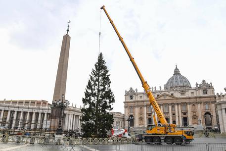 L'albero di Natale in piazza San Pietro © ANSA