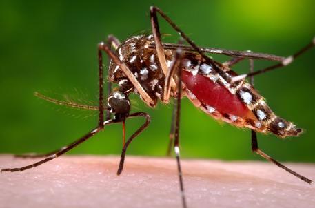 Aedes aegypti mosquito © AP