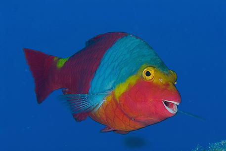 Un pesce pappagallo © ANSA 