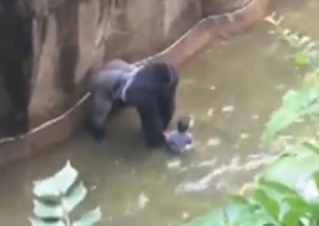 Gorilla e bimbo in zoo Cincinnati © Ansa
