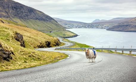 Google non arriva, Faroe usano pecore per 'Street View' © ANSA