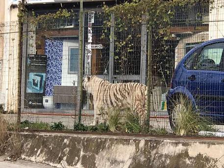 Tigre fuggita: in area circondata da recinzione © ANSA