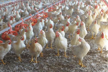 Un allevamento di polli. Immagine d'archivio © ANSA