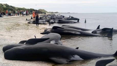 Oltre 400 balene spiaggiate in Nuova Zelanda, 250-300 morte © AP