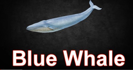 Il gioco Blue Whale © Ansa