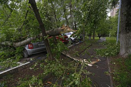 Gli alberi caduti a causa della violenta tempesta © EPA