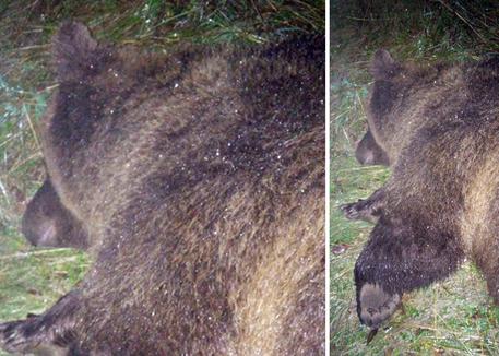 L'orsa KJ2 durante la fase di cattura da parte dei forestali del Trentino sulle pendici del Bondone nel 2015. © ANSA