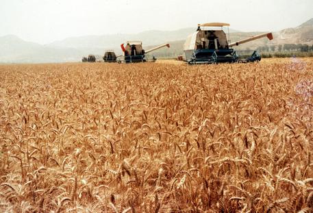 Un campo di grano © ANSA