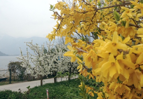 Alberi fioriti sul lago di Caldonazzo, in Trentino © ANSA