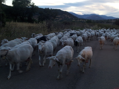 Gregge, pecore e agnelli © ANSA