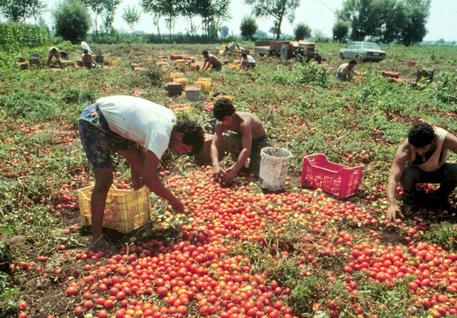 Raccolta dei pomodori in una immagine d'archivio © ANSA