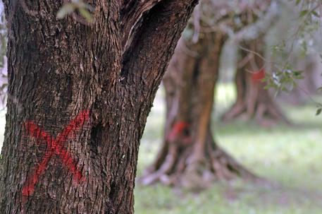 Una croce di colore rosso tracciata su alcuni ulivi infettati dalla 'Xylella (archivio) © ANSA