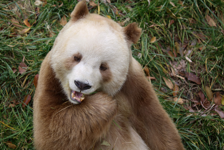 Ong Usa Adotta Unico Panda Marrone In Cattivita Notiziario Xinhua Ansa