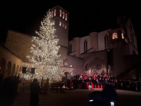 Albero Di Natale In Legno Con Presepe.Acceso Albero Natale Basilica Assisi Veneto Ansa It