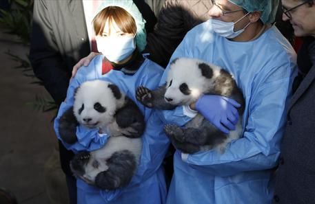 I panda dello zoo di Berlino © EPA
