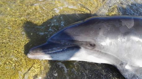 Un delfino morto © ANSA