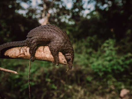Un esemplare di pangolino © EPA