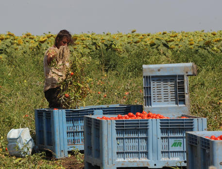 Un migrante lavora come bracciante per la raccolta dei pomodori © ANSA