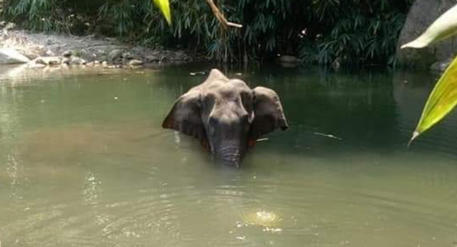 La foto postata sul profilo Twitter del Kerala Forest Department per denunciare l'uccisione di  un'elefantessa in attesa di un cucciolo, morta dopo aver ingerito un ananas esplosivo © ANSA
