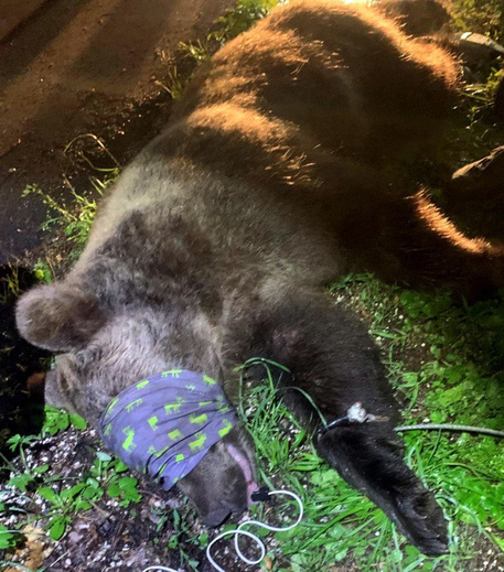 Bear attacks cop in northern Italy - English 