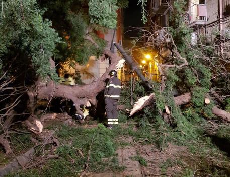 Napoli, il luogo in cui è caduto l'albero (Foto della Polizia Municipale) © ANSA