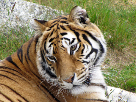 Una tigre (foto di archivio) © Ansa