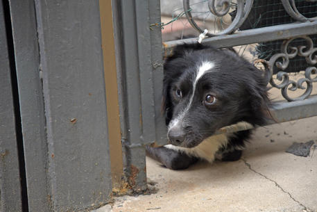 Covid:ricoverato, suo cane lo aspetta davanti casa da 2 mesi © ANSA