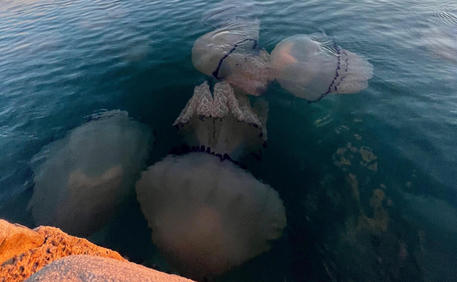 Le meduse 'invadono' Trieste © ANSA