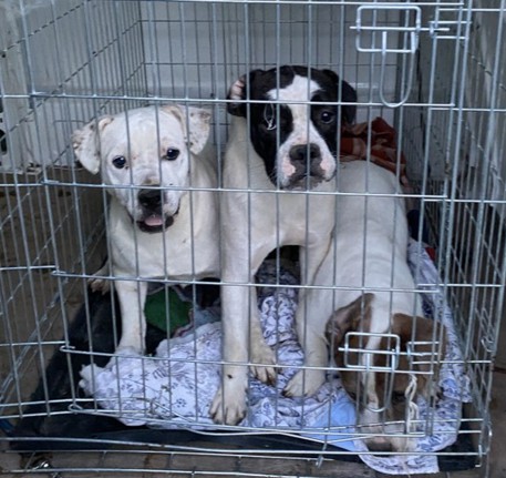 Sequestrati 65 cani maltrattati in cascina alessandrina - Piemonte - ANSA.it