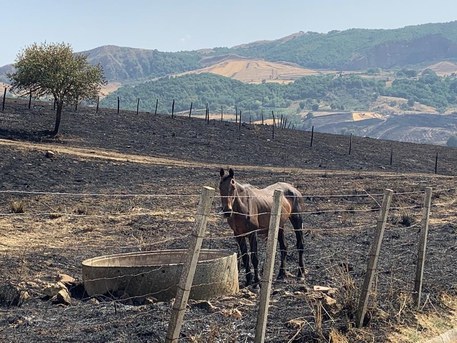 Incendi: Coldiretti, fieno per salvare gli animali in Sicilia (Fonte: Coldiretti) (ANSA)