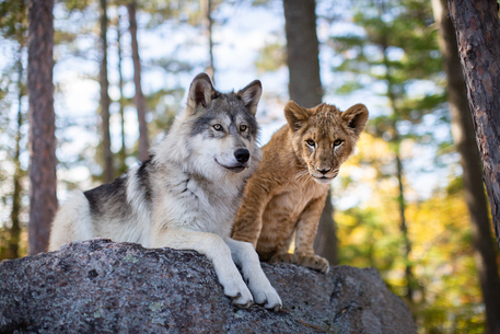 Il lupo e il leone © ANSA