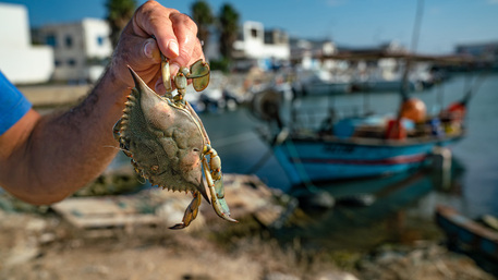 Il granchio blu minacciato dalla pesca intensiva nel Mediterraneo © ANSA