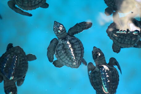 Sulle spiagge della Florida nascono quasi solo tartarughe femmine © EPA