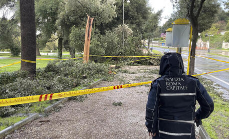 Cade albero a Villa Borghese © ANSA