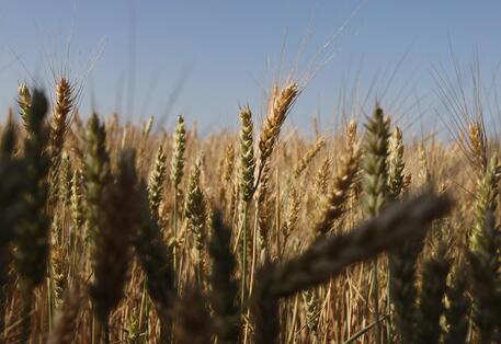 Un campo di grano (foto d'archivio) © AFP