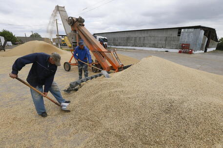 Coltivazione del grano nell'area di Odessa © EPA