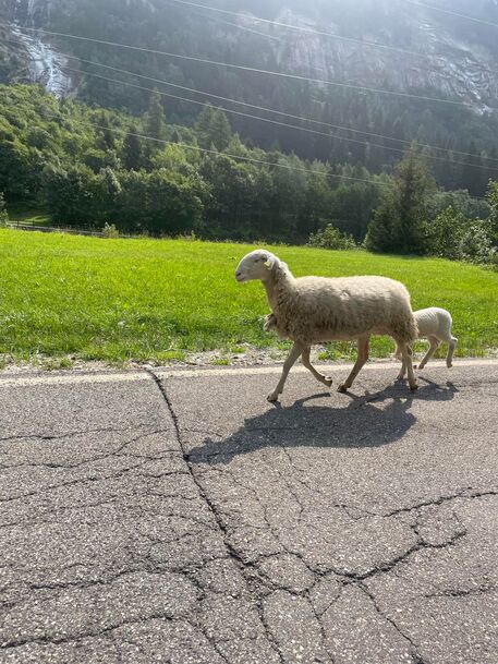 La pecora Fortunata e il suo agnellino (da Facebook) © Ansa