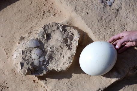 Uova di struzzo di 4000 anni fa rinvenute in Israele © EPA