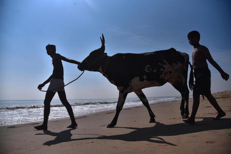 Uomini indiani portano una mucca a bagnarsi in occasione del Mattu Pongal festival © EPA
