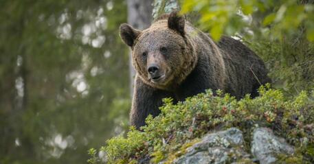Un orso nel Trentino © ANSA