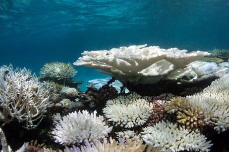 Sbiancamento coralli record (Foto: XL Cat