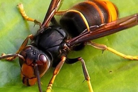 Vespa velutina, insetto alieno mette a rischio apicoltura