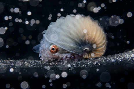 Il polpo Argonauta, fotografato nei fondali delle Filippine (fonte: Jialing Cai/Ocean Photographer of the Year)