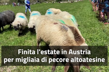 Finita l'estate in Austria per migliaia di pecore altoatesine