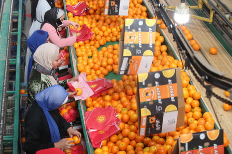 Oranges production in Egypt
