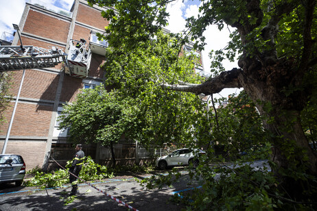 Maltempo: cade un albero a Roma, danneggiati 3 balconi