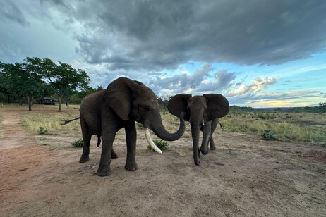 Un elefante africano maschio allunga la proboscide verso la femmina (fonte: Vesta Eleuteri)