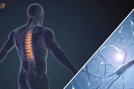 Un dispositivo per rigenerare il midollo spinale lesionato. Fonte Riseup - Enea