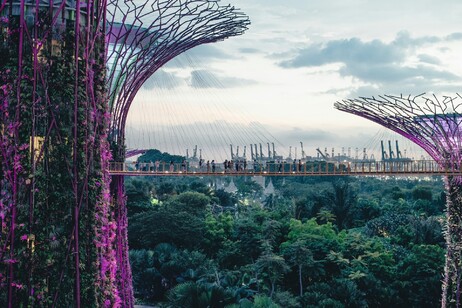 Super Tree di Singapore, gioiello della tecnologia per difesa dell'ambiente  @Annie Spratt Unsplash